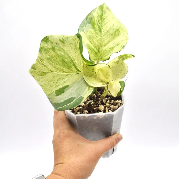 Epipremnum aureum ’Manjula’ pothos - indoor plant