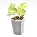 Epipremnum aureum ’Manjula’ pothos - indoor plant