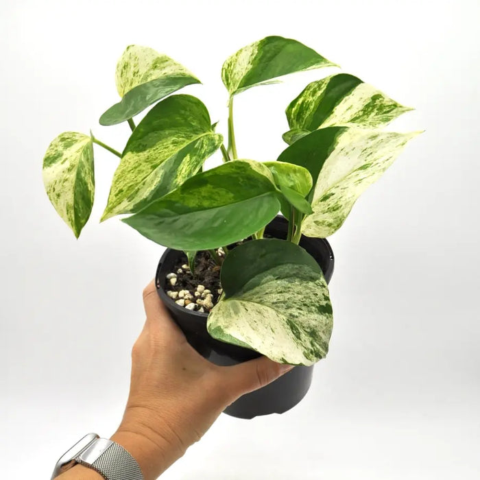 half moon marble queen pothos Epipremnum aureum 'marble queen' (pothos) indoor plant — Green My Space
