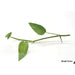 Epipremnum Pinnatum “Cebu Blue” - Cutting
