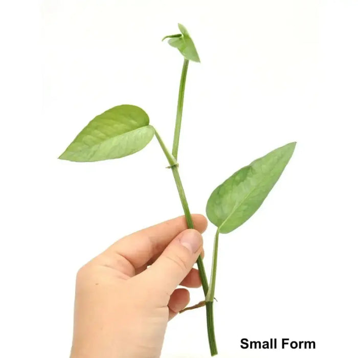 Small Epipremnum Pinnatum “Cebu Blue” - Cutting