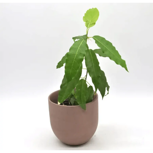 Ficus virens (White Fig)