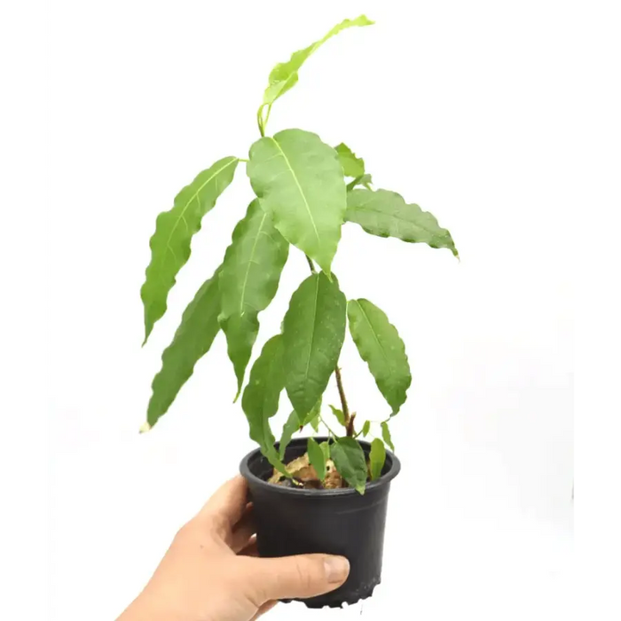 Ficus virens (White Fig)