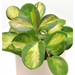 Hoya australis tricolour ’Lisa’ - indoor plant