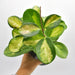 Hoya australis tricolour ’Lisa’ - indoor plant