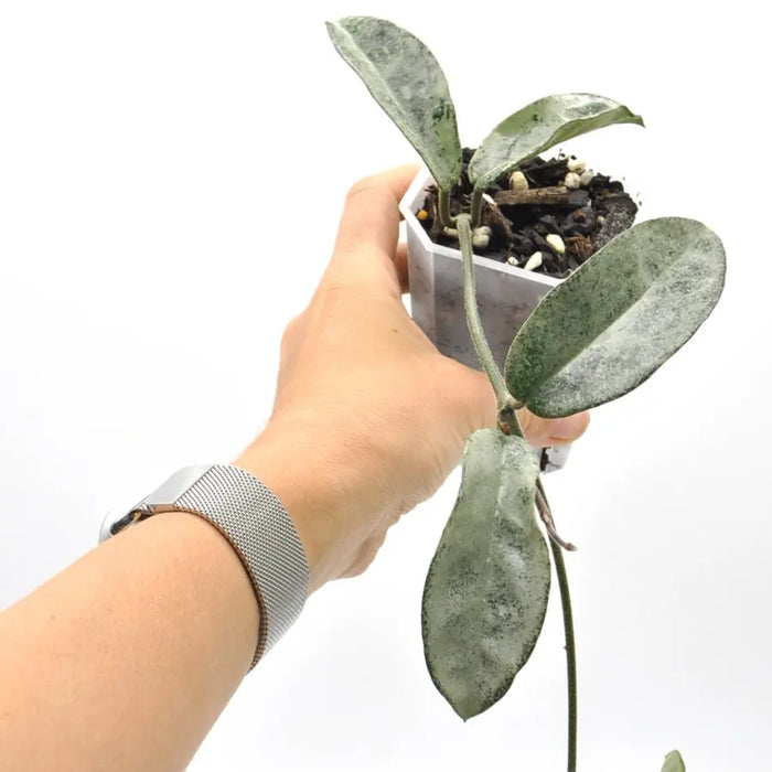 Hoya carnosa ’Grey Ghost’ - indoor plant