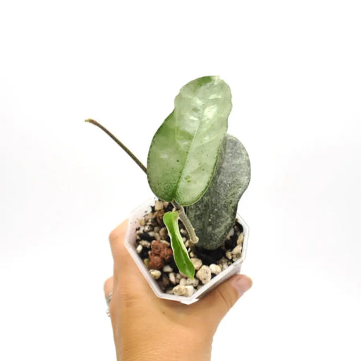 Hoya carnosa ’Grey Ghost’ - indoor plant