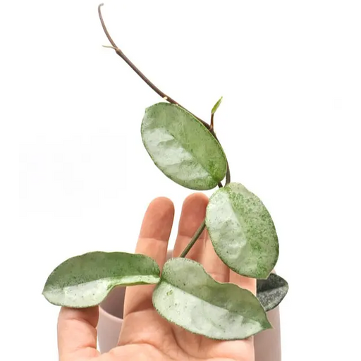Hoya carnosa ’Grey Ghost’ - indoor plant