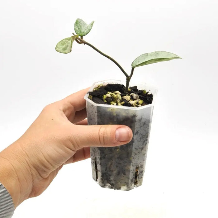 Hoya carnosa ’Grey Ghost’ - indoor plant