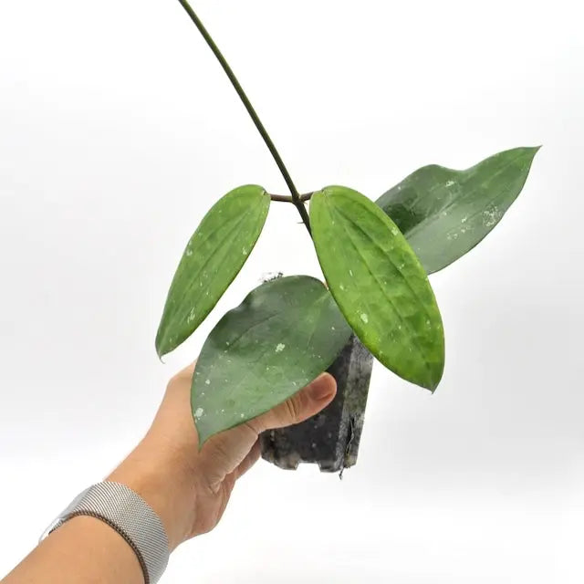 Hoya cinnamomifolia - indoor plant