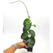 Hoya Krinkle Splash - indoor plant