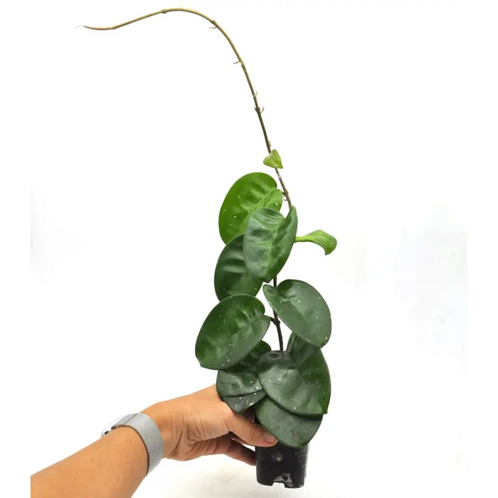 Hoya Krinkle Splash - indoor plant