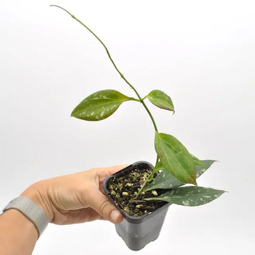 Hoya nicholsoniae ’New Guinea Ghost’ splash - indoor plant