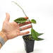 Hoya nicholsoniae ’New Guinea Ghost’ splash - indoor plant