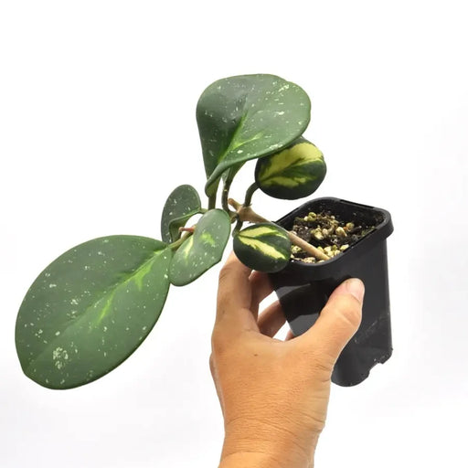 Hoya Obovata Splash Variegata - indoor plant