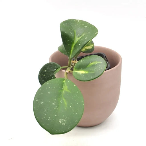 Hoya Obovata Splash Variegata - indoor plant