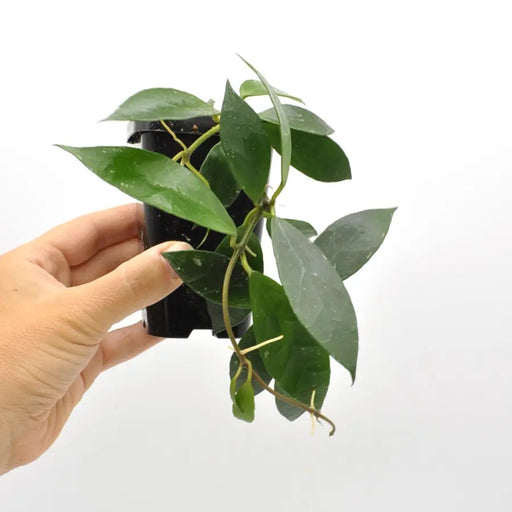 Hoya Rebecca - indoor plant
