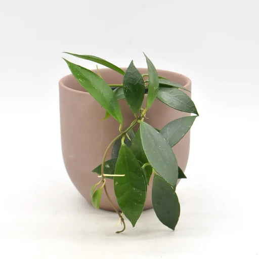 Hoya Rebecca - indoor plant