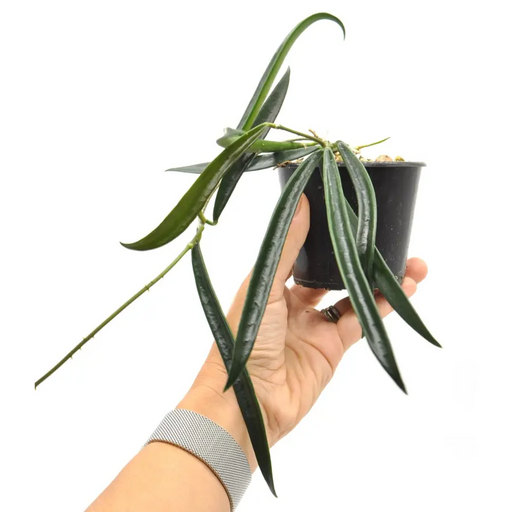 Hoya Shepherdii - indoor plant