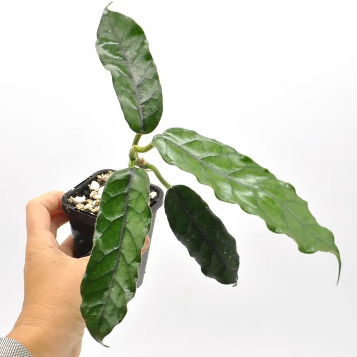 Hoya Villosa - indoor plant