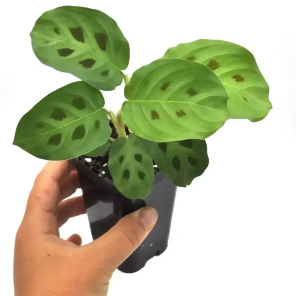 Maranta leuconeura var. kerchoveana indoor plant — Green My Space