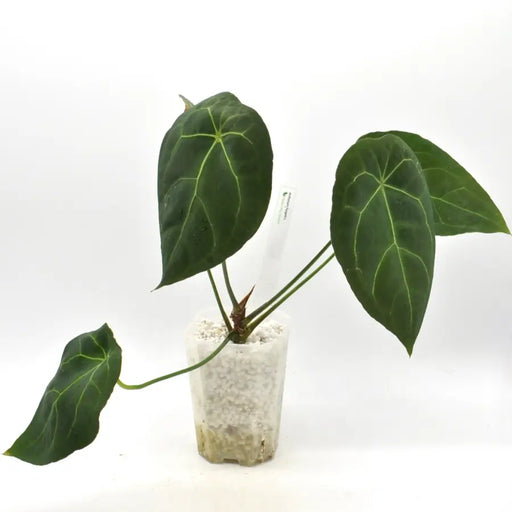 Mature Anthurium Forgetii hybrid - indoor plant
