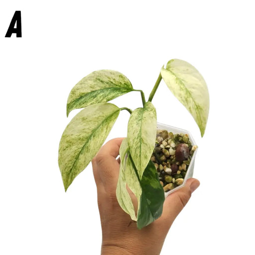 Monstera adansonii var laniata variegata - HYDRO - A - indoor plant