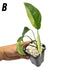 Monstera adansonii var laniata variegata - HYDRO - B - indoor plant