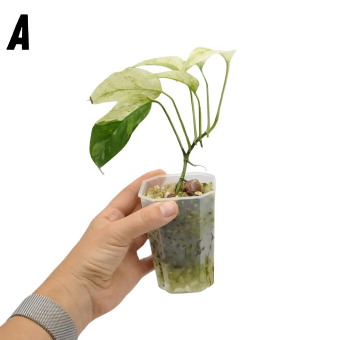 Monstera adansonii var laniata variegata - HYDRO - indoor plant
