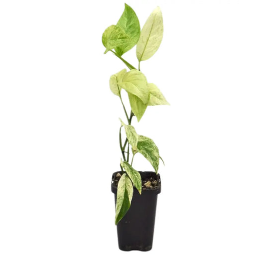 Monstera adansonii var laniata variegata ’mint’ - indoor plant