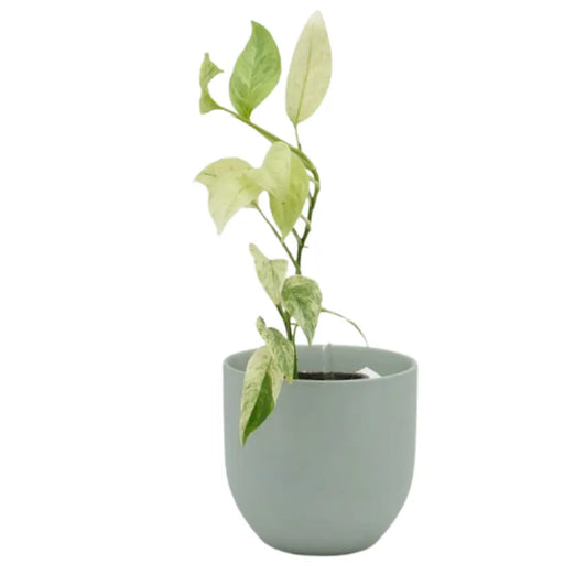 Monstera adansonii var laniata variegata ’mint’ - indoor plant