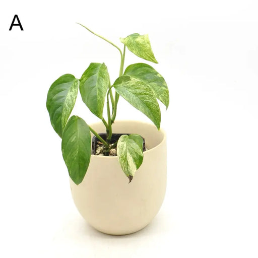Monstera adansonii var laniata variegata - SOIL - A - indoor plant