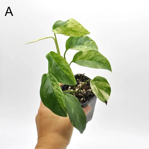Monstera adansonii var laniata variegata - SOIL - indoor plant