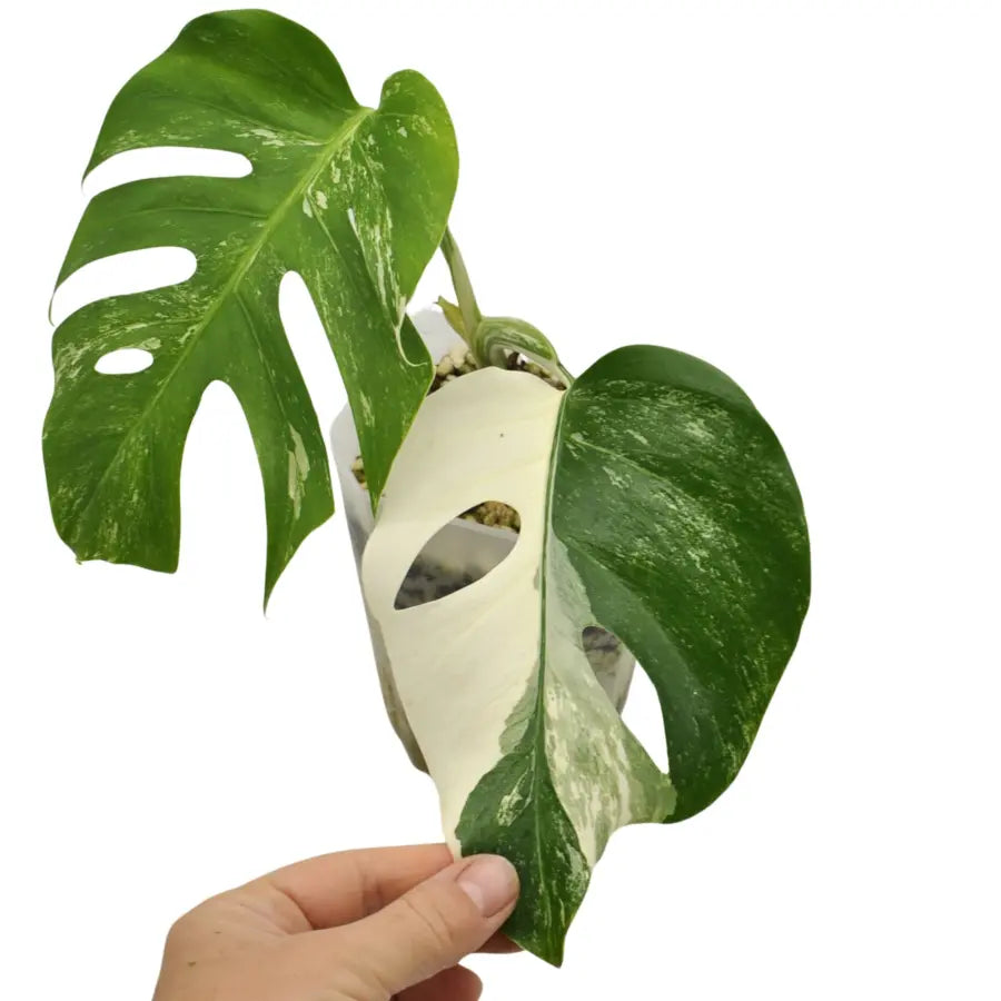 Monstera 高かっ Deliciosa 'LEGACY' Variegated