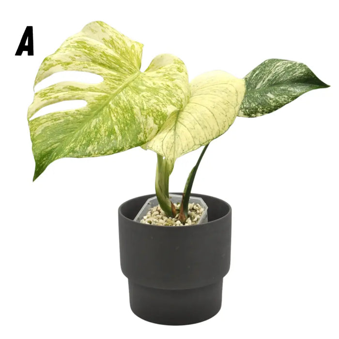 Monstera Deliciosa Mint Variegata - A - indoor plant