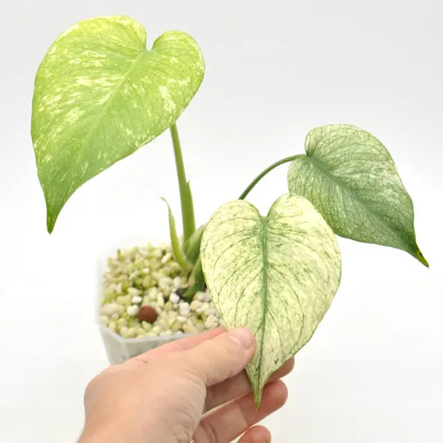 Monstera Deliciosa Mint Variegata - indoor plant