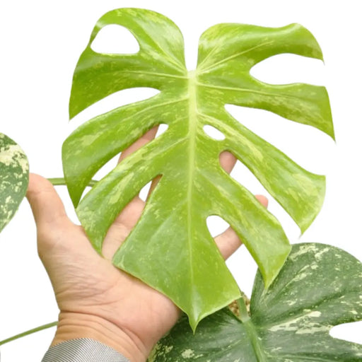 Monstera Deliciosa Mint Variegata - indoor plant