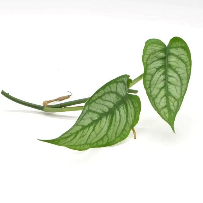 el salvador plant monstera Monstera Siltepecana 'El Salvador' Cutting – Rare Variegated Monstera