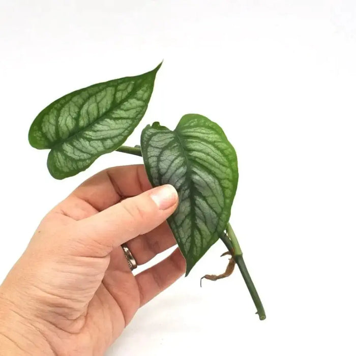 monstera siltepecana el salvador for sale Monstera Siltepecana 'El Salvador' Cutting – Rare Variegated Monstera