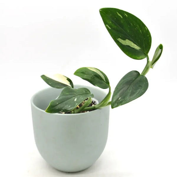 Monstera Standleyana Albo Variegata – Unique Climbing Plant