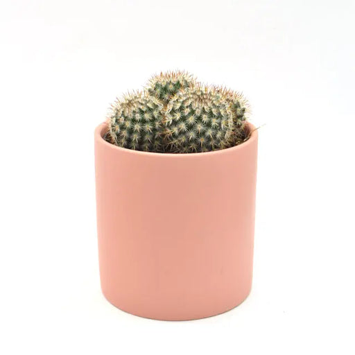 Notocactus/Parodia