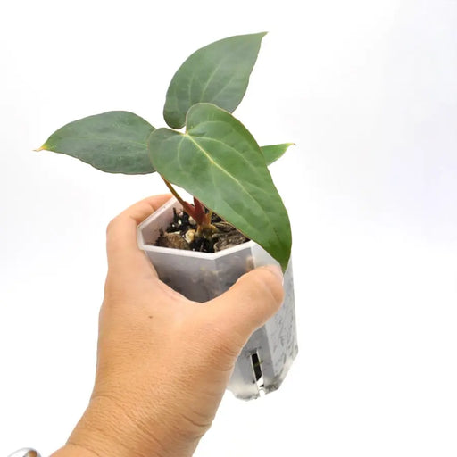 papillilaminum x dressleri - indoor plant