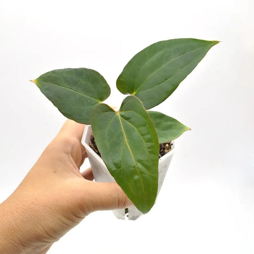 papillilaminum x dressleri - indoor plant