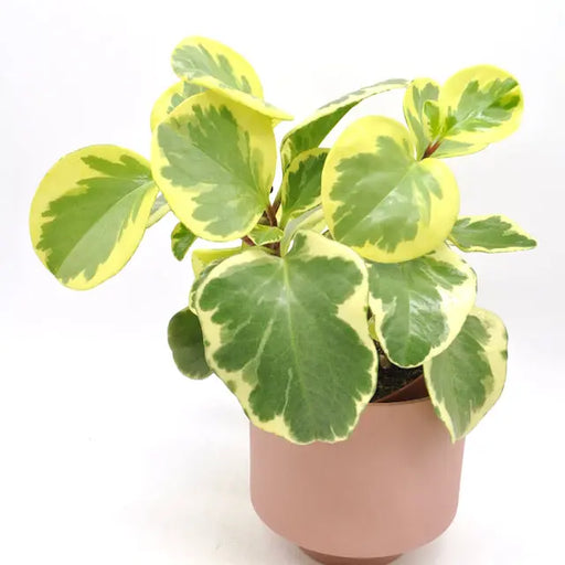 Peperomia obtipan bicolor