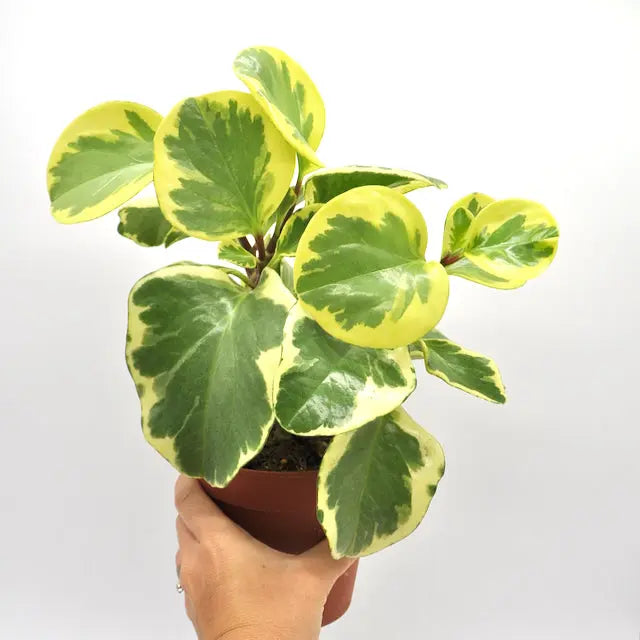 Peperomia obtipan bicolor