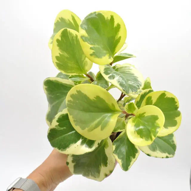 Peperomia obtipan bicolor