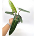 Philodendron Billietiae - indoor plant