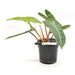 Philodendron Billietiae - indoor plant
