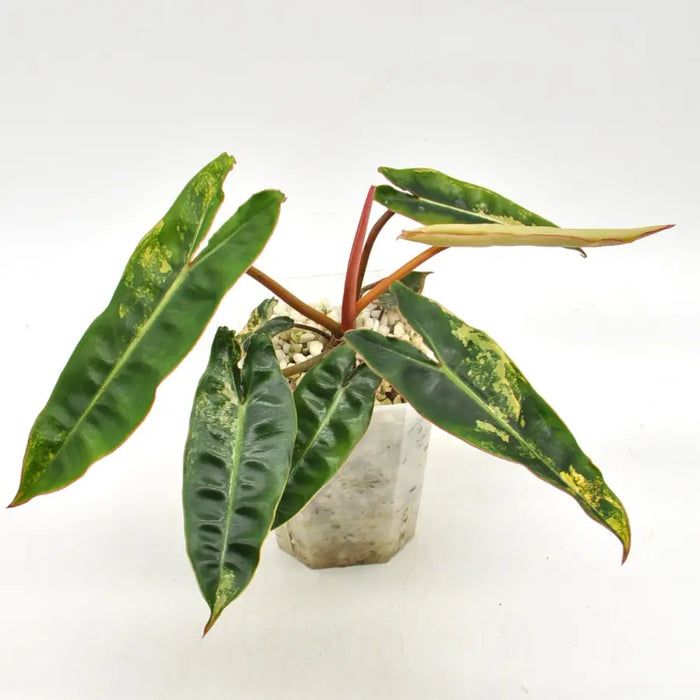 Philodendron Billietiae Variegata - indoor plant
