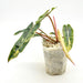 Philodendron Billietiae Variegata - indoor plant